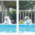 scrambled dog